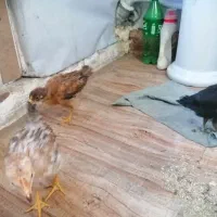 جوجه مرغ محلی لرستان 6 ماهه..