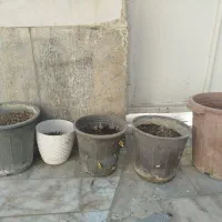 گیاه و گل|گل مصنوعی|کرج, عظیمیه|دیوار