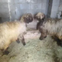 فروش 14میش ابستن ترکی اصل|حیوانات مزرعه|کوهرنگ, |دیوار