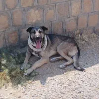 گمشده|حیوانات|شیروان (خراسان), |دیوار