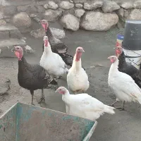 فروش بوقلمون|حیوانات مزرعه|انزل, |دیوار