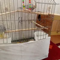 عروس هلندی|پرنده|مشگین شهر, |دیوار