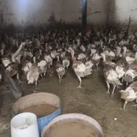با سلام بوقلمون 9ماه و تخمگذار هستن