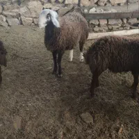 بره افشاری بز بزغاله میش  گوسفند