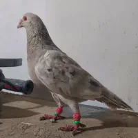 سار و رنگه|پرنده|بجنورد, |دیوار