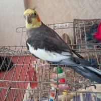 عروس هلندی