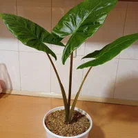 گل باباآدم ۶۵۰ هزار