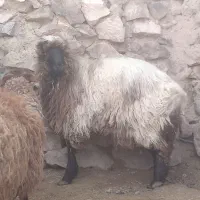 بره نر|حیوانات مزرعه|بیرجند, |دیوار