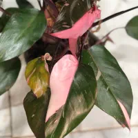 گیاه آپارتمانی|گل و گیاه طبیعی|تهران, آبشار تهران (دریاچه)|دیوار