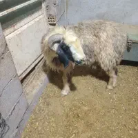 میش داشتی فروشی