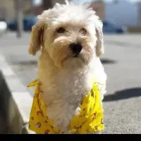 واگذاری سگ باهوش