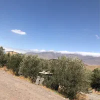 کارگر ساده زیتون چین