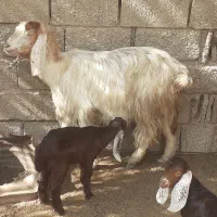 بز نجدی|حیوانات مزرعه|شادگان, |دیوار