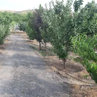 اجاره روزانه باغ|اجارهٔ کوتاه‌مدت ویلا و باغ|سنندج, |دیوار