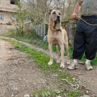 سگ سرابی|سگ|سنگر, |دیوار