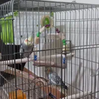 عروس هلندی جفت|پرنده|پاکدشت, پاکدشت (مامازند)|دیوار