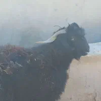 فروش تگ شاد|حیوانات مزرعه|قرقری, |دیوار