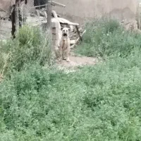 سگ سرابی|حیوانات|سلماس, |دیوار