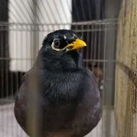 مرغ مینا سخنگو