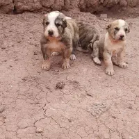 توله سگ خراسانی