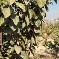 باغ و باغچه ۲۰۳ باغچه مشجر.جز برترین ملک های منطقه