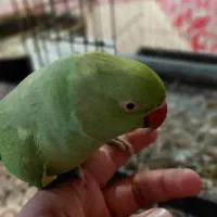 ملنگو|پرنده|خرمشهر, |دیوار