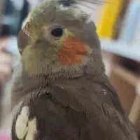 عروس هلندی گمشده مژدگانی بسیار عالی داره