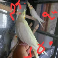 جوجه عروس هلندی  و مرغ عشق