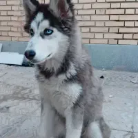 توله هاسکی نر اصیل