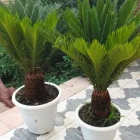 نخل ماداگاسکار/نخل سیکاس|گل و گیاه طبیعی|شیراز, شهرک رضوان|دیوار