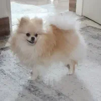 سگ پامرانین عروسکی ماده
