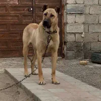 سگ سرابی نر ۱۹ ماهه