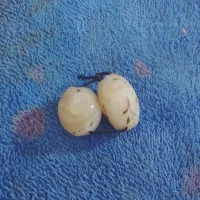 تسبیح کشکول و مهره سلیمانی اصل