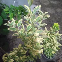 فروش انواع گل|گل و گیاه طبیعی|رشت, حومه رشت|دیوار