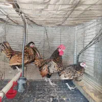 تخم مرغ نطفه دار برهما|حیوانات مزرعه|قائم‌شهر, |دیوار