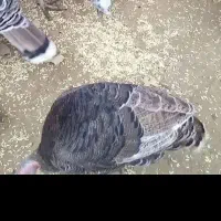 بوقلمون ماده