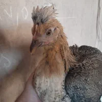 نیمچه مرغ و خروس گلین و بومی لری|حیوانات مزرعه|اصفهان, مارچین|دیوار