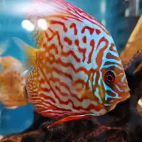 ماهی دیسکس سرحال|ماهی|کرج, شهرک بنفشه|دیوار