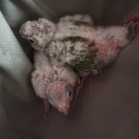 جوجه گرینچیک|پرنده|ایلام, |دیوار