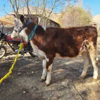 گاو گوساله سیمینتال قرمز|حیوانات مزرعه|مریوان, |دیوار