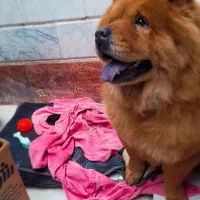 چاوچاو ماده نزدیک فحل|سگ|قائم‌شهر, |دیوار