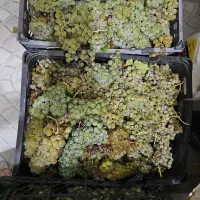 انگور