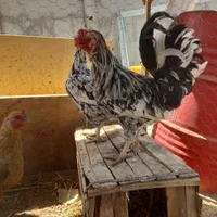 مرغ و خروس|حیوانات مزرعه|اصفهان, دستگرده|دیوار