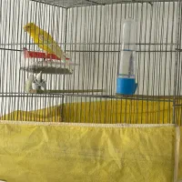 فروش قناری گلستر|پرنده|سنگر, |دیوار