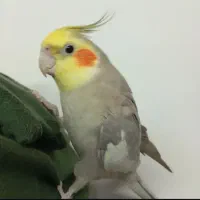 گمشده حوالی رشت دیانتی میدان کودک|حیوانات|رشت, دیانتی|دیوار