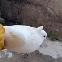 کفتر|پرنده|کردکوی, |دیوار