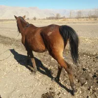 اسب مادیان|اسب و تجهیزات اسب‌سواری|الشتر, |دیوار