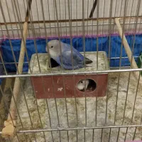 طوطی کوتوله