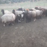 میش داشتی