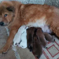 چاو چاو ماده ۳ ساله زبون بنفش